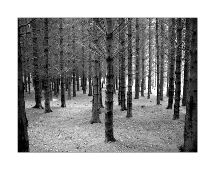 culbin forest