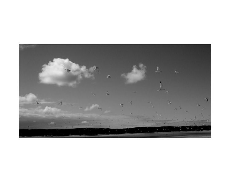 sea birds st combs