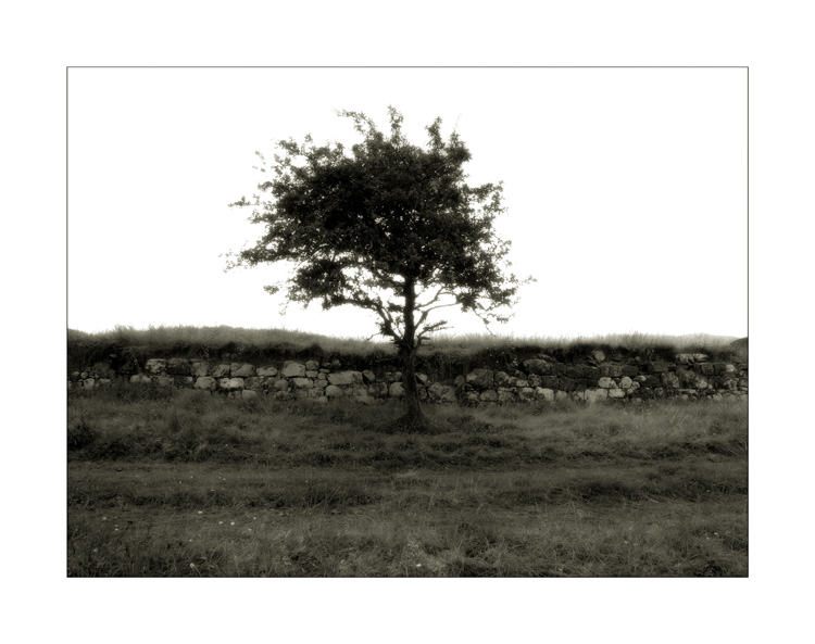 tree and wall