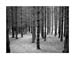 culbin forest