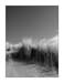 dune roseisle