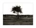 tree and wall