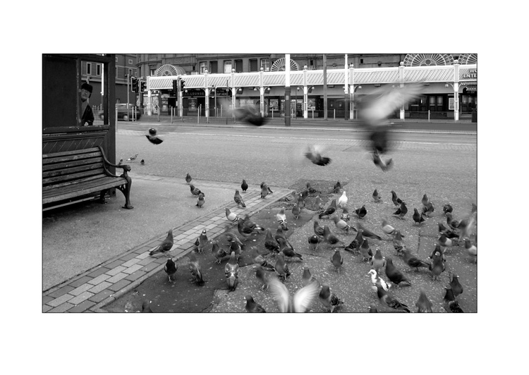 bird man blackpool